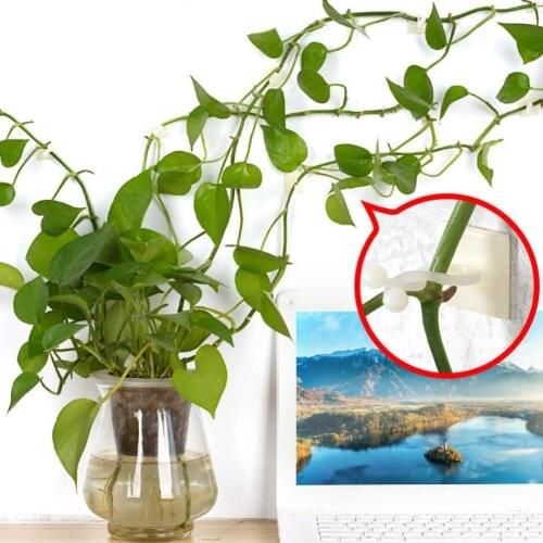 5/10/20pcs Plant Climbing Wall Fixture Clip Invisible Wall Hook Fixture Wall Plant Vines Holder Sticky Fixture Wall Climbin