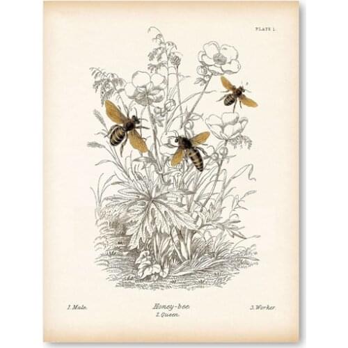 Vintage Insect Bee Poster Prints Natural Education Painting Picture Reproduction Biology Print Kraft paper poster
