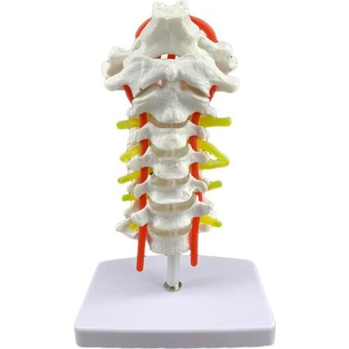 Cervical spine with carotid artery posterior occipital bone intervertebral disc and nerve teaching model lumbar skeleton