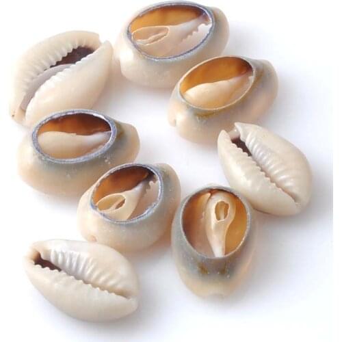Grey Natural Sea Shell Conchiglia Craft Accessories for Seashore Party and Home Decoration 50pcs about 16mm TRS0079