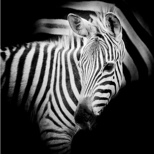 Three Ratels QCF23 HD zebra black and white Art Sticker animal Poster Self Adhesive Removable Room corridor decoration