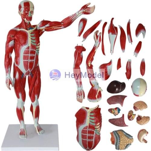 HeyModel 78cm human muscle with visceral anatomical model