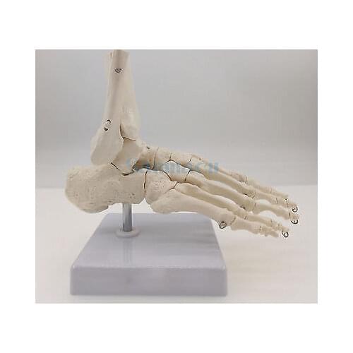 Foot and Ankle Joint Functional Anatomical Skeleton Model Medical Display Teaching School Life Size