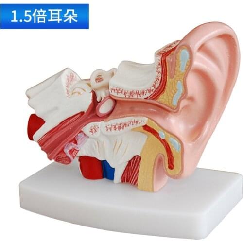 1.5X Human Ear Anatomical Anatomy Teaching Model School Supplies Medical nstrume