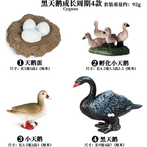Black Swan Growth Cycle Set Solid ABS Plastic Hand Model Simulation Animal Egg Model Educational Christmas Gift For Children