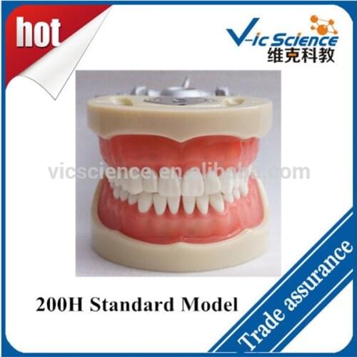 Manufacture 200H Standard Dental Cast Model