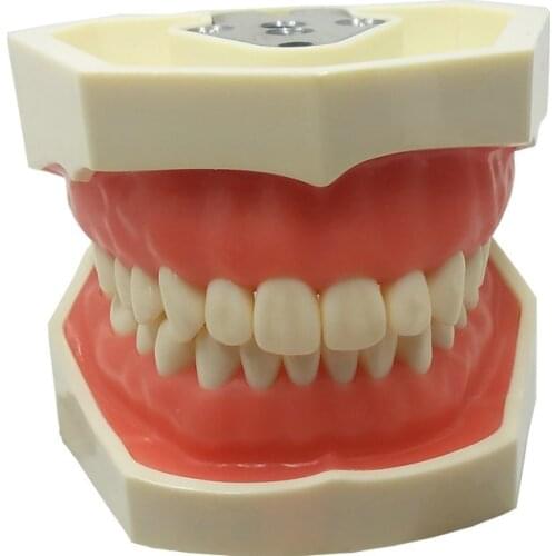 Dental Teaching Model Standard Dental Typodont Model Demonstration With Removable Teeth 200H Teeth Model