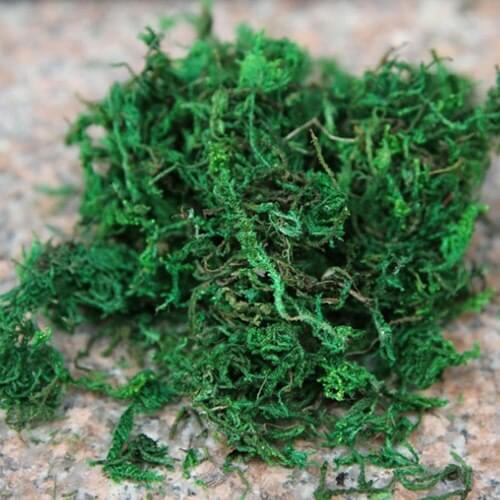 2Packs Moss (Sold in per package of 5g) For DIY jewelry making glass globe necklace Fairy Dust Bottles DIY Bottles