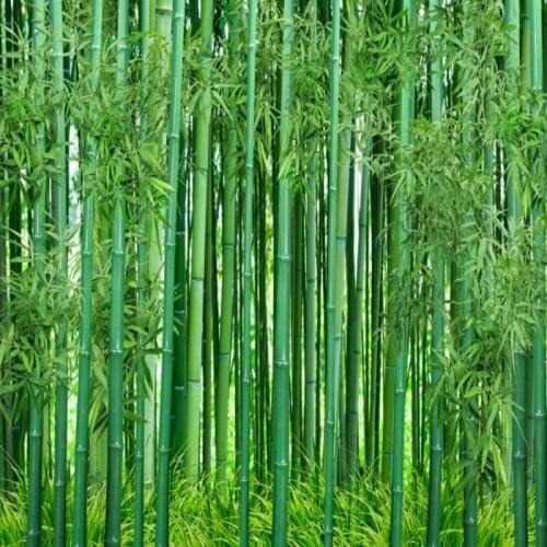 Dropship Colomac Custom Wallpaper HD Green Bamboo Landscape Painting Mural Wallpaper Papel Para Pared Wall Papers Home Decor
