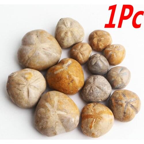 1pc Natural Starfish Sea Urchin Fossil Mineral Specimen Stone Cute Pendant Gift Decor Collection