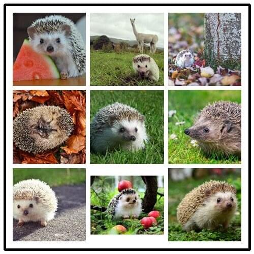 LIPHISFUN DIY 5D Diamond Painting Embroidery Cross Stitch Full Drill Home Decor Square/round Animal Cute Hedgehog