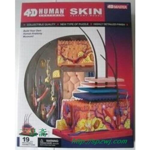 SKIN SECTION ANATOMY MODEL CONSISTS OF 19 PARTS Skin and Hair Model Teaching Aids