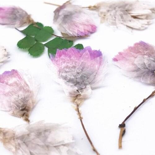 120pcs Pressed Dried Pink Strawflower Flower Buds Plant Herbarium For Jewelry Bookmark Postcard Scrapbook Making Accessories