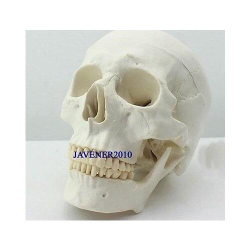 Human Anatomical Anatomy Asian Youth Head Skeleton Skull Medical Model