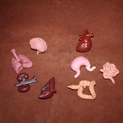 Simulation pvc figure organ of human toy model ornaments model toy model gift