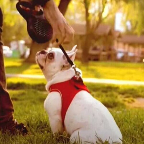 Weepetz Tailpetz Airmesh Blue Chest Leash 2xsmall