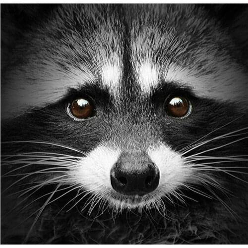 5d Diamond Painting Full Square/Round Drill diy Diamond Embroidery black and white art Raccoon diamond mosaic cross stitch gift
