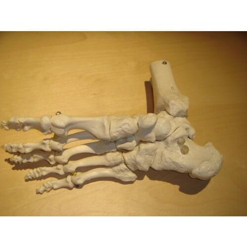 Foot bone model canada