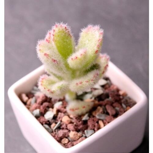 8x4.5cm Green Artificial Succulent Plants Garden Wedding Home Decoration Desktop Bonsai planta artificial