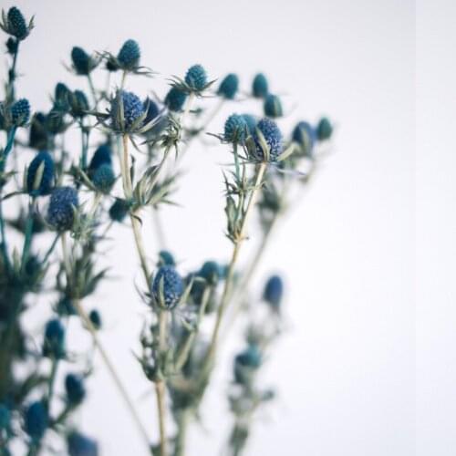 1 Bunch 35cm Natural Eryngium Preserved Dried FLower Bouquet Blue Raw Floral Arrangement Home Wedding Decoration Accessories