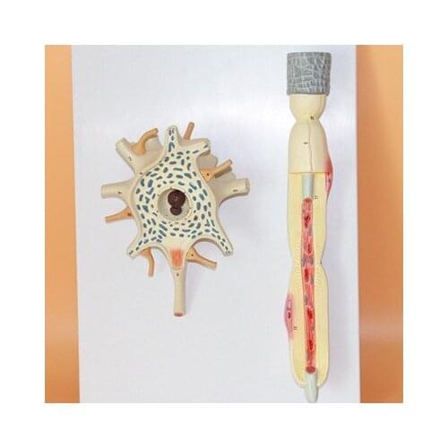 Soma Nerve fibers Structure amplification Dissection model Medical Teaching free shipping