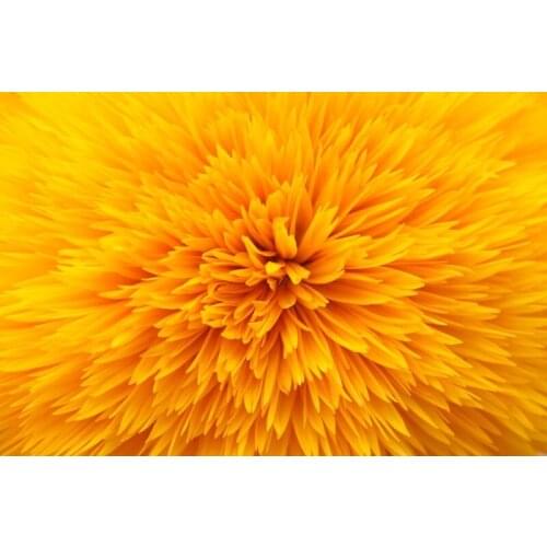 Amazing nature art painting printed on cotton canvas, home decoration wall art New fashion yellow artwork free shipping