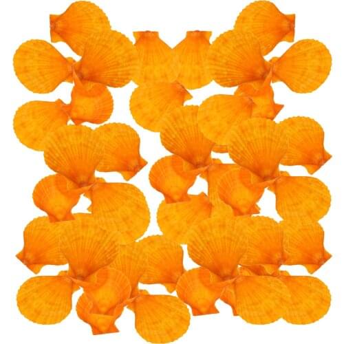 40 Pcs Natural Shell Fish Tank Decor Scallop Aquarium Decor Fish Tank Decoration