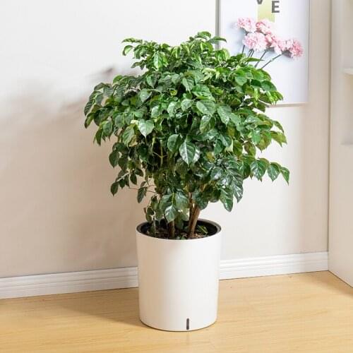 White Round Flower Pot Big Balcony Europe Plastic Plant Pot Orchid Home Decor Macetas Decorativas Garden Supplies EH60FP