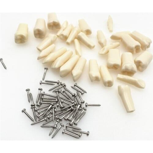 Removable Tooth for Practice Model Dental Granule and Screw Teaching Simulation Model Teeth Model