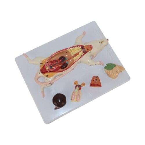 Mice Anatomical Model Mouse models of internal organs free shipping