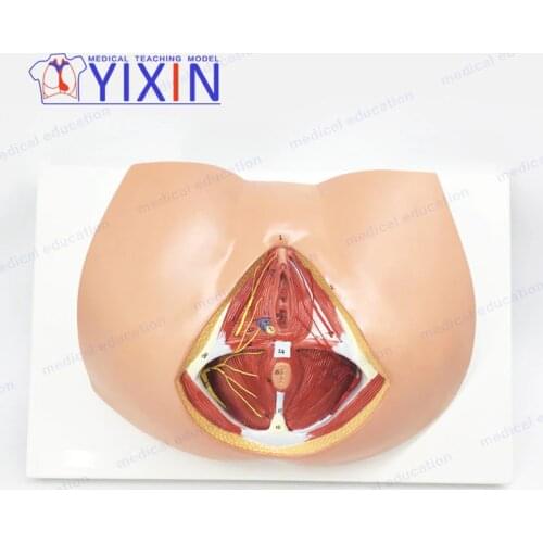 Female Perineum Model, Medical Teaching Anatomical Model