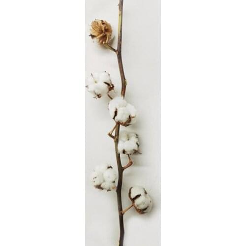 White Dried 5 Heads Cotton Flower With Stems For Wedding Party Holiday Home Office Hotel Venue Decoration Bouquet Making