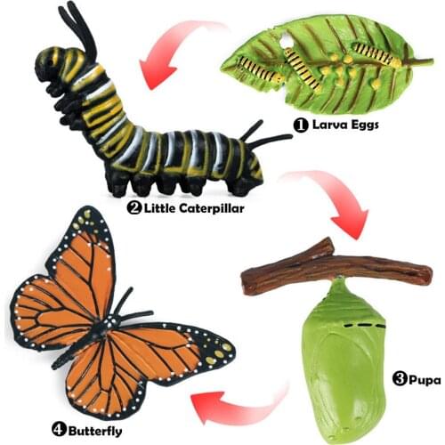 3x Nature Butterfly Growth Child Education Learning Teaching Toys