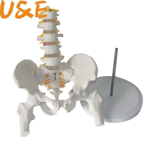 2019 NEW 45cm Flexible Human Spinal Column Vertebral Lumbar Curve Anatomical Model Anatomy Spine Medical Teaching Tool