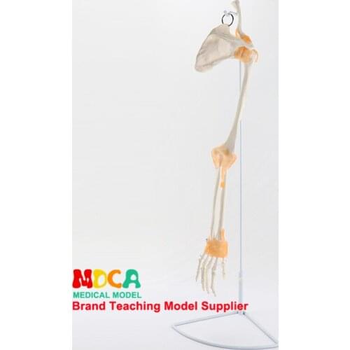 Upper limb bone ligament, hand, ankle, joint skeleton model, hip massage, medical teaching, MSG006