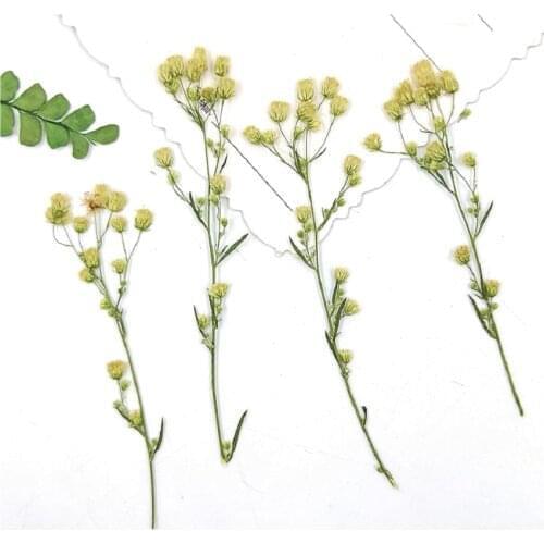 100pcs Pressed Dried Conyza Canadensis Flower Plant Herbarium For Jewelry Postcard Bookmark Invatation Card DIY Making