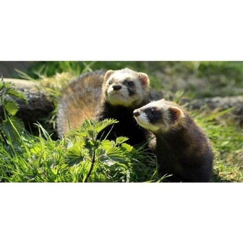 70*140cm Ferret Beach towel Bamboo Fiber Travel Fabric Quick Drying outdoors Sports Swimming Camping Bath Gym Towels