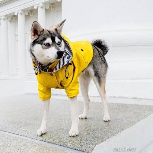 2020 Fashion Pet Clothes Raincoat For Pet Dogs Small Fat Dogs Clothes Bulldogs Coats Outdoor Sportswear For Puppy Clothes