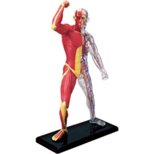 4d Human Muscle Anatomy Model Skeleton Medical Teaching Aid puzzle Assembling Toy Laboratory Education Equipment