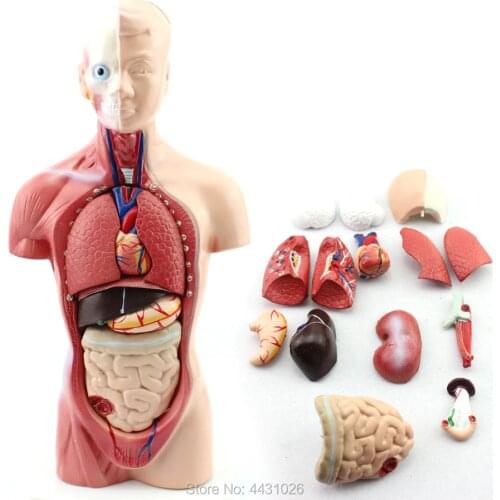 ENOVO Anatomy model of human anatomy of education 26CM trunk model of medical school