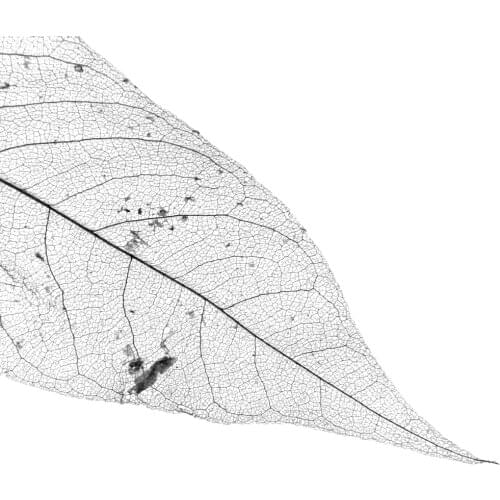 100x Natural Magnolia Skeleton Leaves Card Scrapbook Decoration Black Coffee