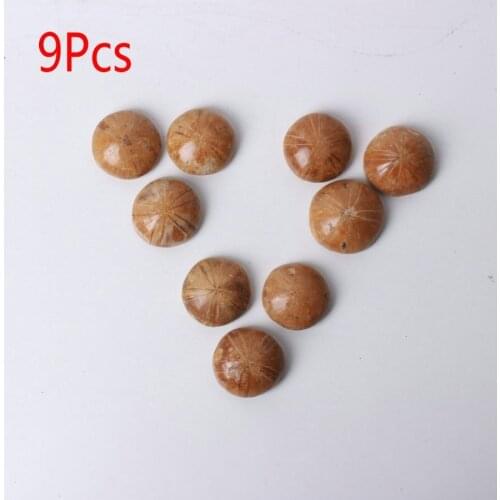 9Pcs Natural Starfish Fossil Crystal Specimen Polished Collectible From Madagas