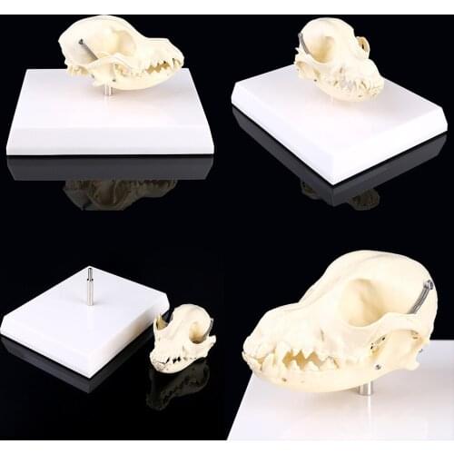 Canine Dog Skull Model Anatomy Skeleton Veterinary Specimen Teaching Display Education Halloween Gifts