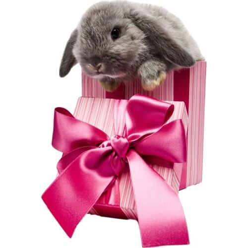 Three Ratels QC394 Cute rabbit gift box funny gift wall stickers kitchen decoration