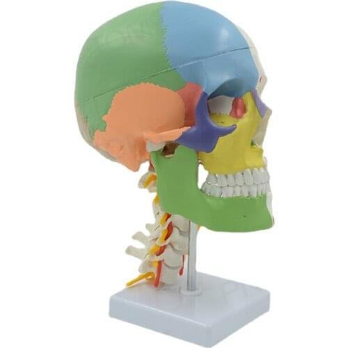 Life Size Colored Skull Model with Muscles Painted Cervical Vertebra Nerves and Blood Vessels Movable Jaw Educational Equipment