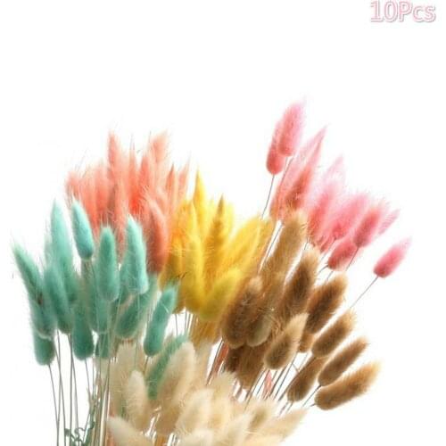 10Pcs Natural Dried Flowers Rabbit Tail Grass Bunch Colorful Real Flower Bouquet for Home Wedding Decoration
