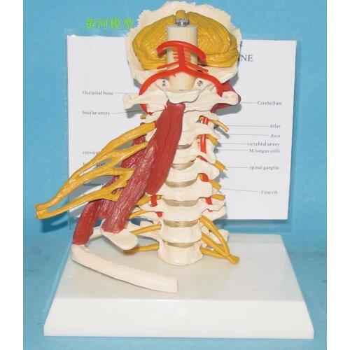 Human cervical spine with muscular nerve model skeleton model Cervical model