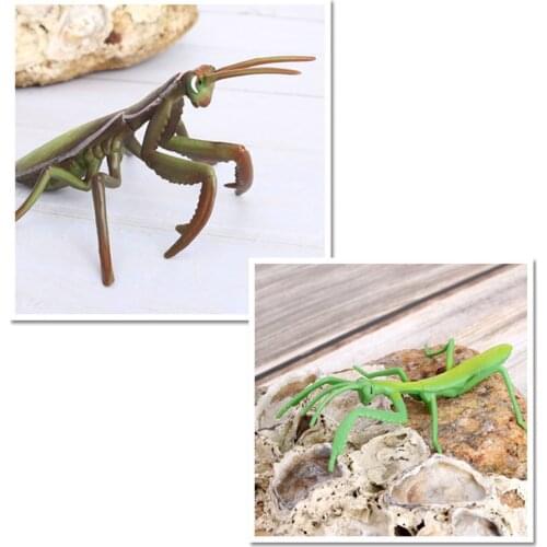 Plastic Simulation Animals Model Devil Horse Life Cycle of Growth Cycle Action Figures Miniature Educational Learning Toy