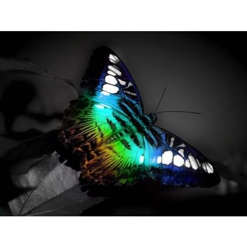 Home Decor Beautiful butterfly-Silk Art Poster Wall Sicker Decoration Gift