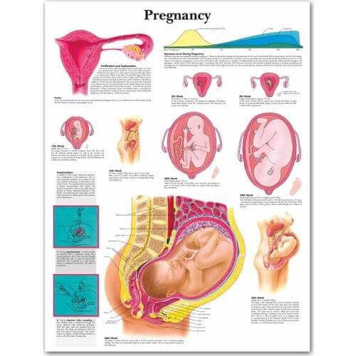 WANGART Pregnancy Charts Baby Posters Canvas Print Wall Pictures for living Room Medical Education Office Home Decor
